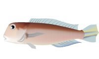 アマダイのイラスト
