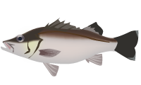 アラのイラスト