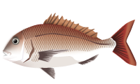 マダイのイラスト