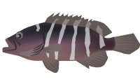 マハタのイラスト