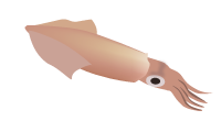 マルイカのイラスト