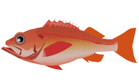 メヌケのイラスト