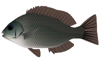 メジナのイラスト