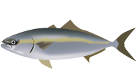 ワラサのイラスト